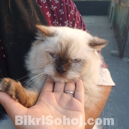 Himalayan Female Cat